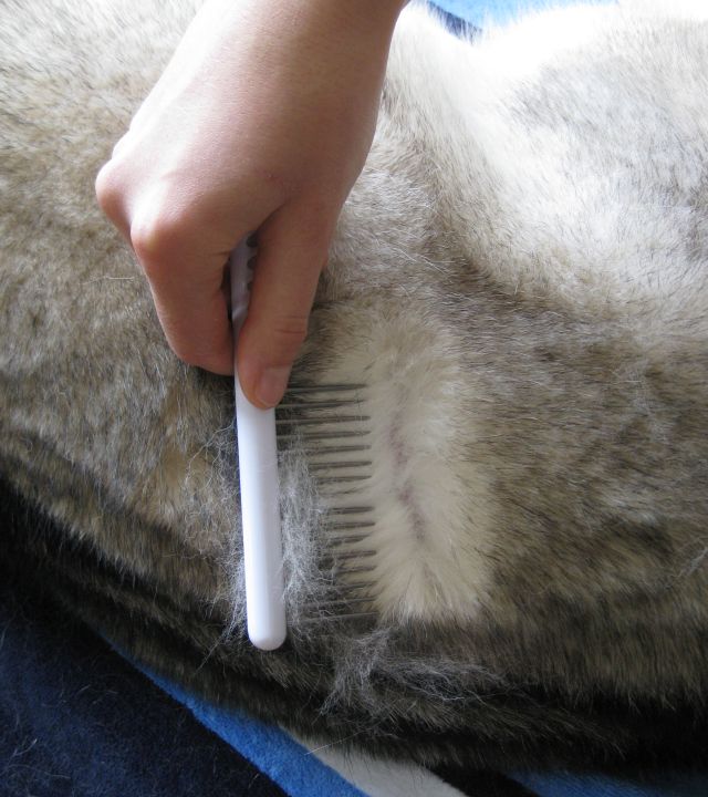 The comb lets me split his fur and inspect his skin and work out mats.