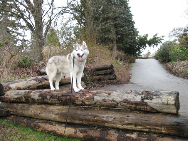 Climbing logs. Remember wood gets VERY slippery when wet, so do excercise caution whenever asking your dog to jump on logs. Often I will ask Rocco to stand on the ground and put front paws on the log (or wall) do give him a good stretch and strengthen is hips. 