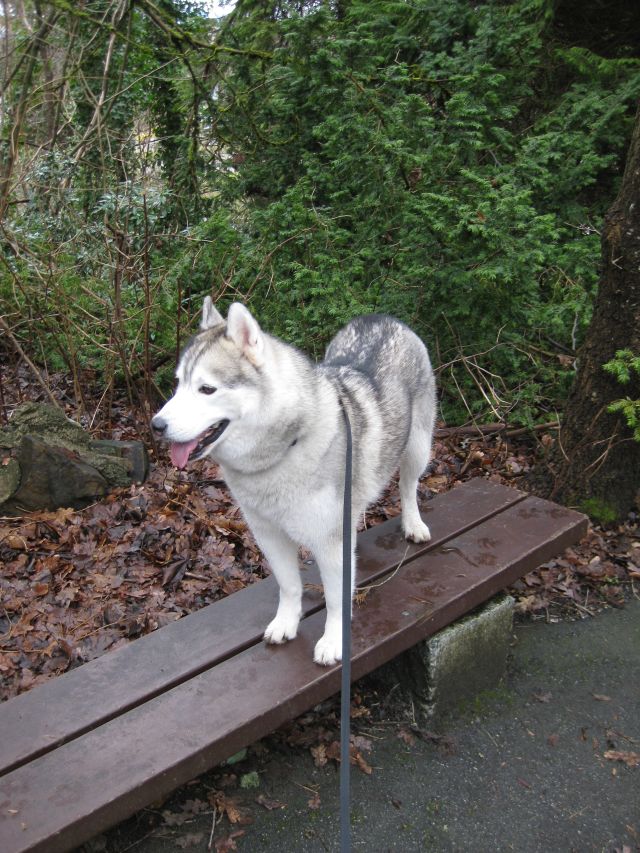Walking along a narrow bench, once your dog reaches the end ask them to turn around - it will make them more aware of their hind quarters.