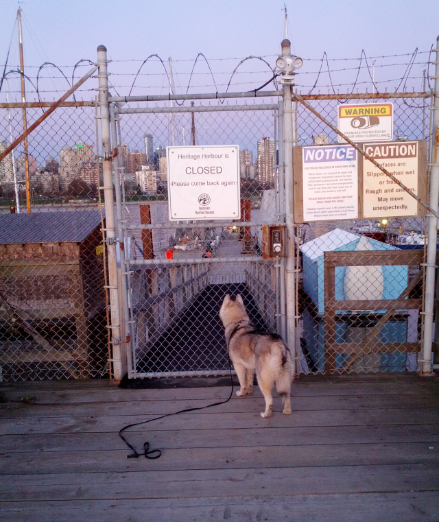 Rocco was very disappointed that his favourite harbour was closed for the holidays. 