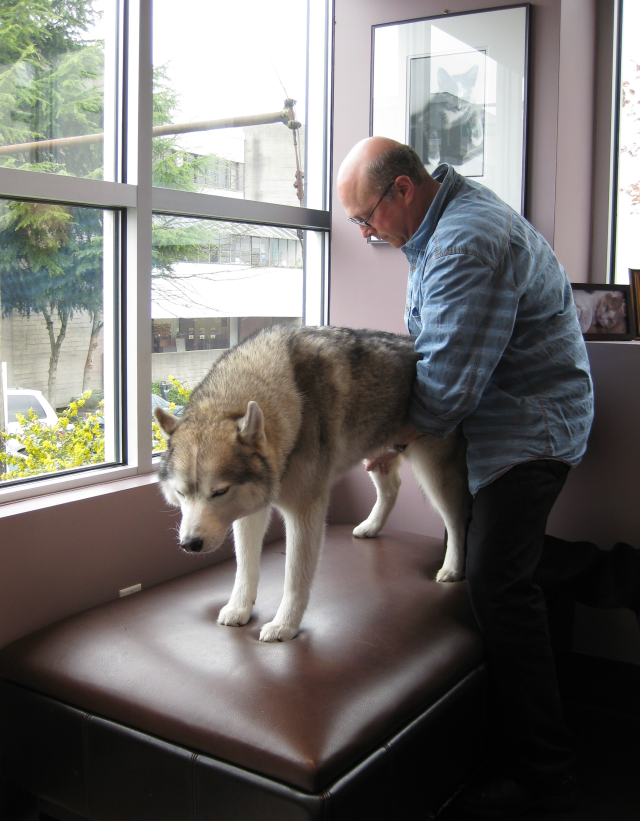 Rocco during his chiro visit