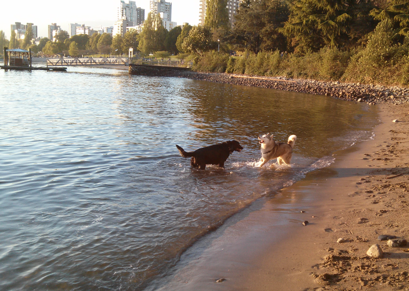 Doggie Beach 2