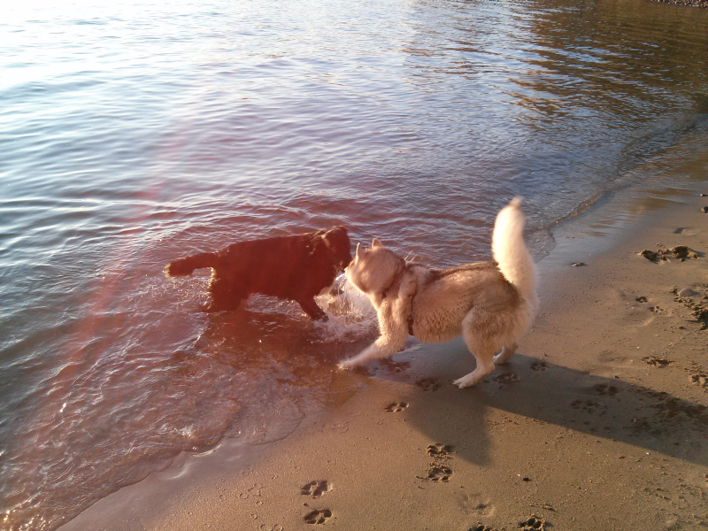 Doggie Beach 4