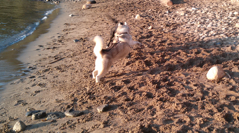 Doggie Beach 5