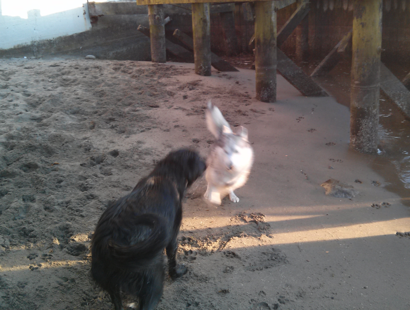 Dogie Beach