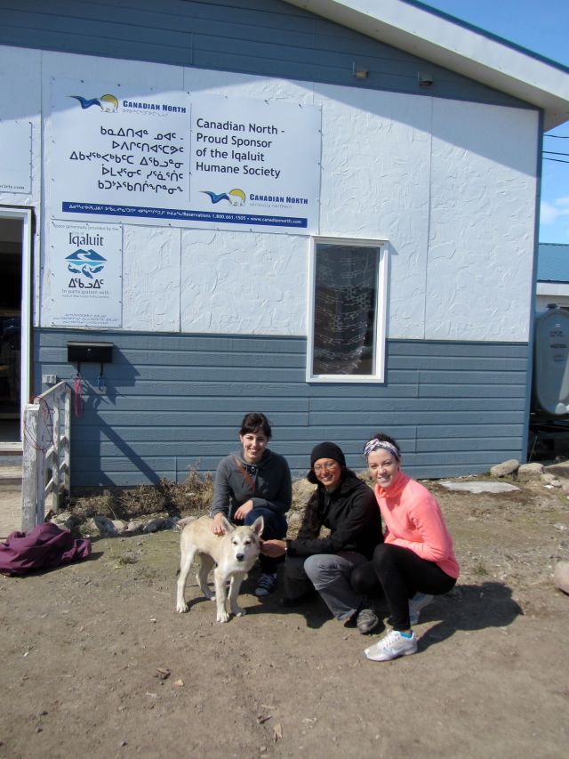Volunteers clean, disinfect, build and organize kennels