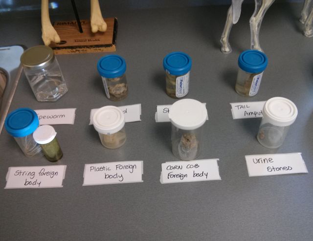 Just a small sampling of what the teams has removed from their patients.