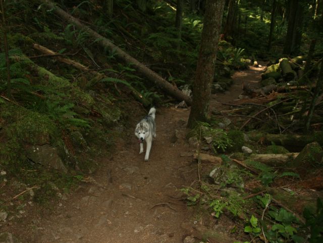 There are two parts to this trail: one is leash optional and the watershed area is an on-leash trail.