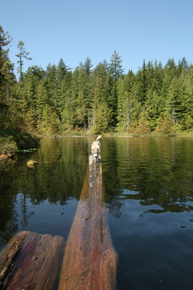 Rocco loved walking back and forth on the logs, he was to scared to jump into the lake for a swim.