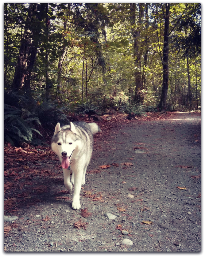 Siberian Husky walking on a forest path