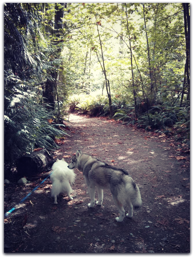 Siberian Husky and Minature American Eskimo hiking in the forest at Pacific Spirit Regional Park