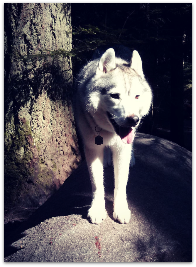 Siberian Husky standing on a boulder next to a tree 