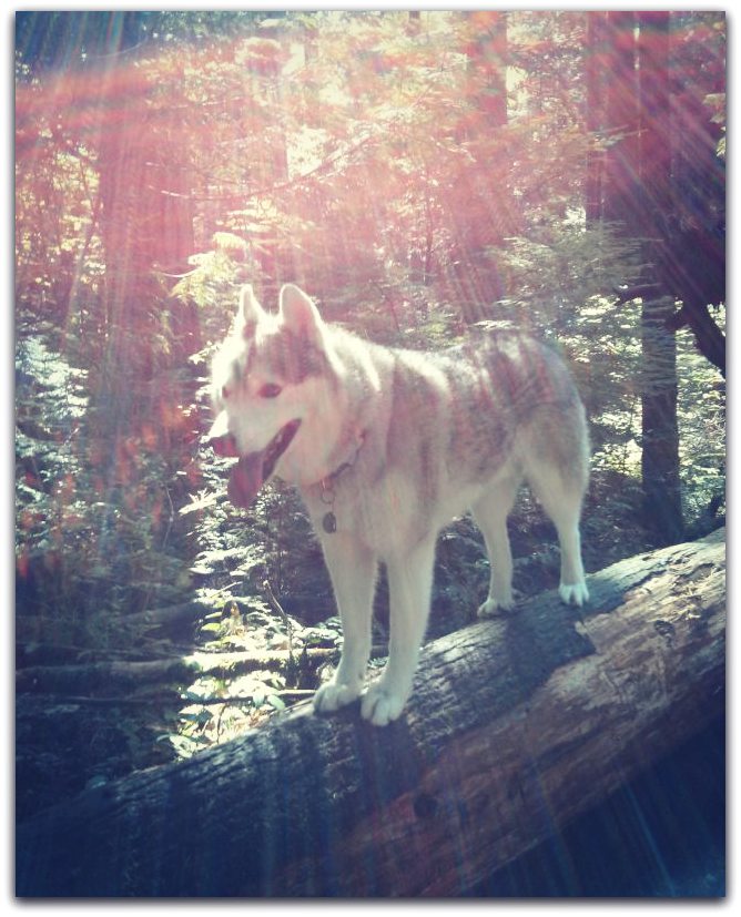 Siberian Husky standing on a log in the forest