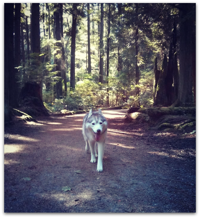 Siberian Husky hiking in the forest at Pacific Spirit Regional Park