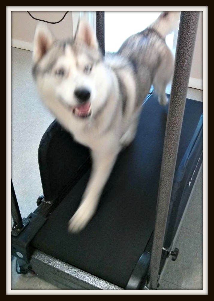 Rave the Husky is a treadmill pro! Every picture of him on the treadmill came out blurry as he's in a full out trot. Look at that smile!