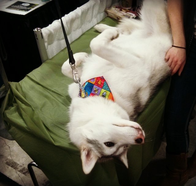 Beautiful Nootka was helping helping at her owners booth.
