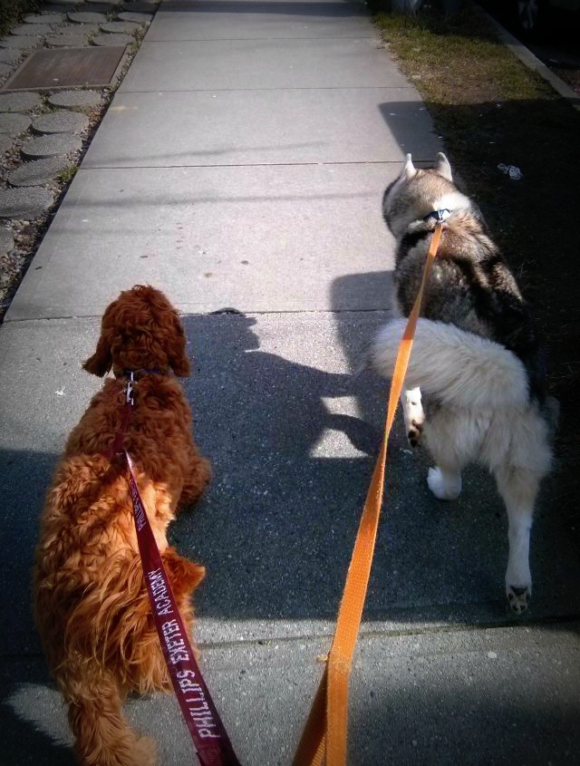Young Darwin trying to imitate Rocco on their walk together.