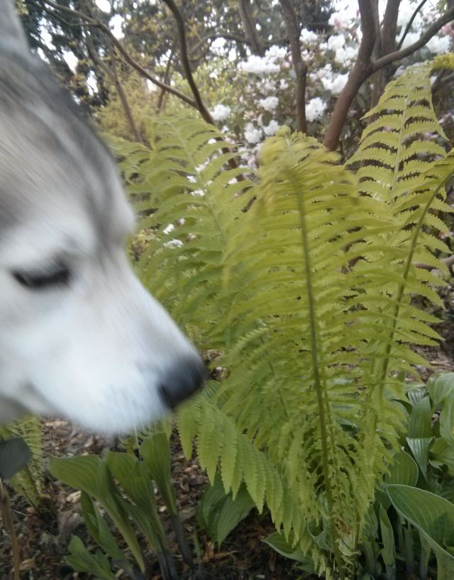 "Ummm....I'm not sure about this, I think someone pee'd on this fern"