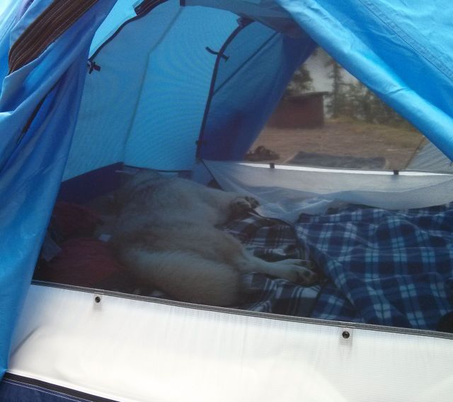 After the first night sleeping in our tent, he quickly ditched his "day tent" and moved his daytime napping into a more comfortable location...